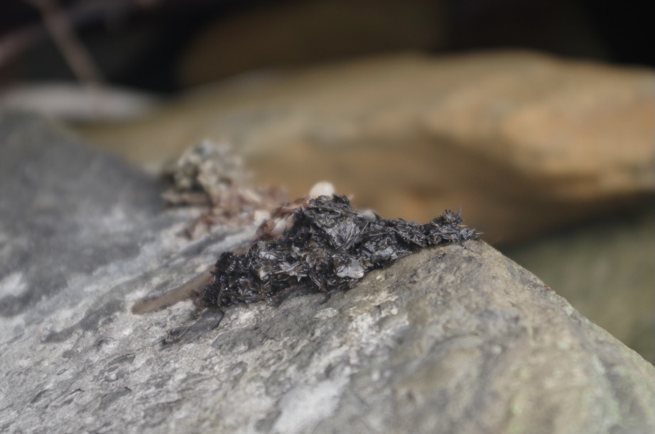 Otter spraint - image by Alison Nimmo