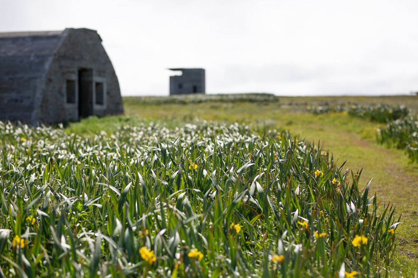 Rerwick Head, Orkney