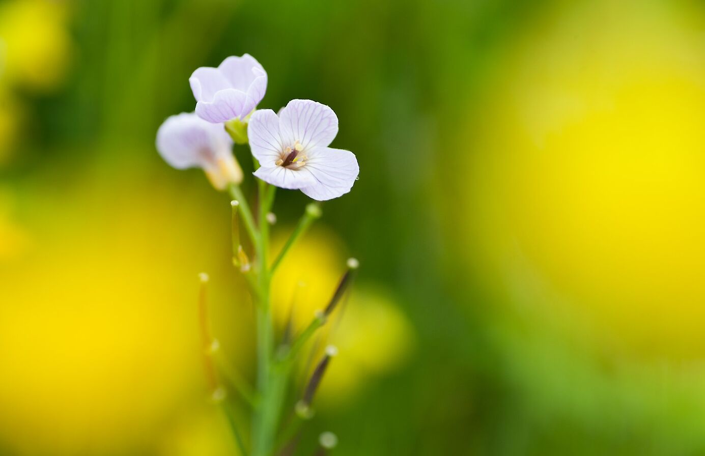 Lady's smock - image by Raymond Besant