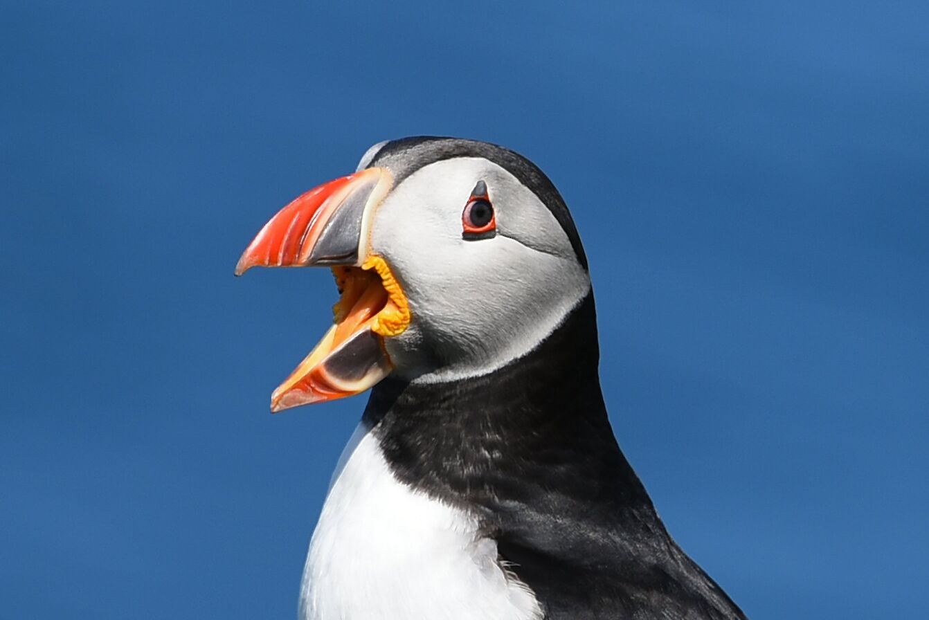 Puffin in Westray, Orkney - image by Carol Leslie