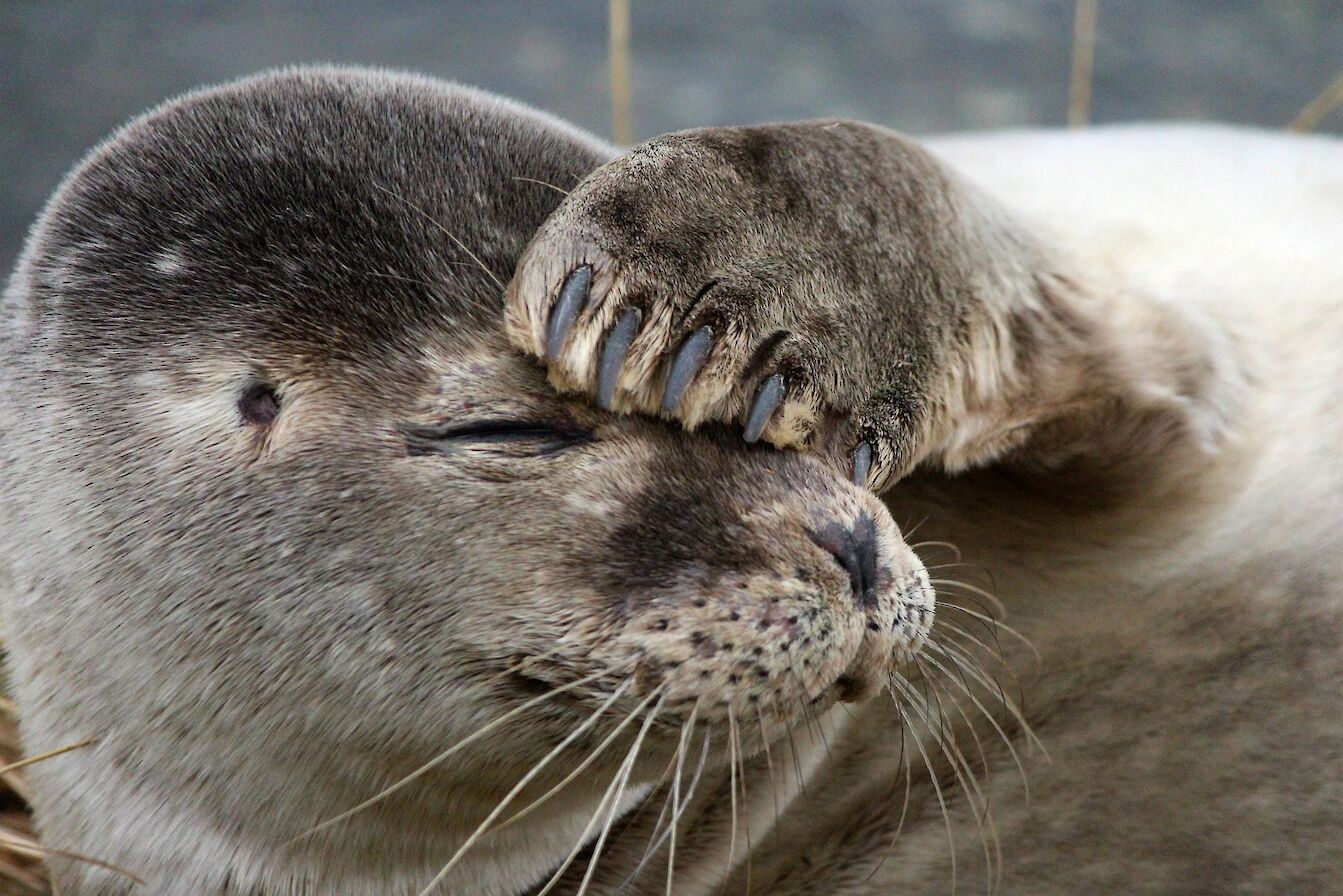 Seal at Broughton in Westray - image by Carol Leslie