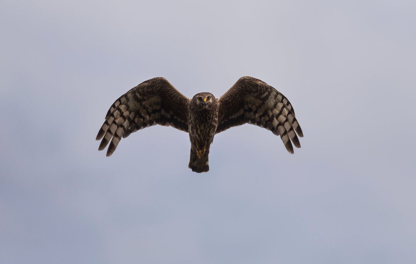 Hen harrier