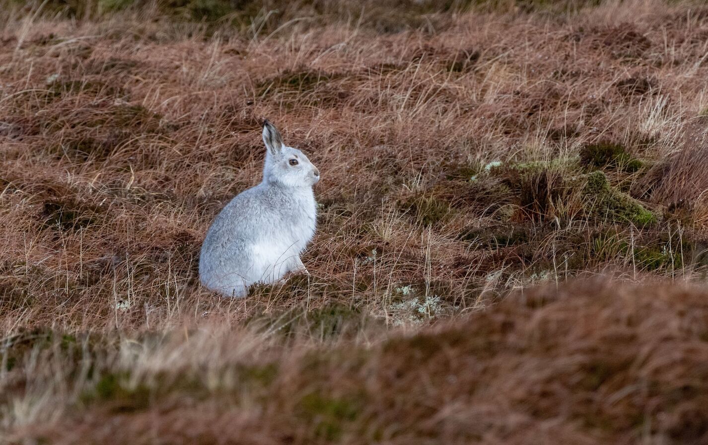 Mountain hare