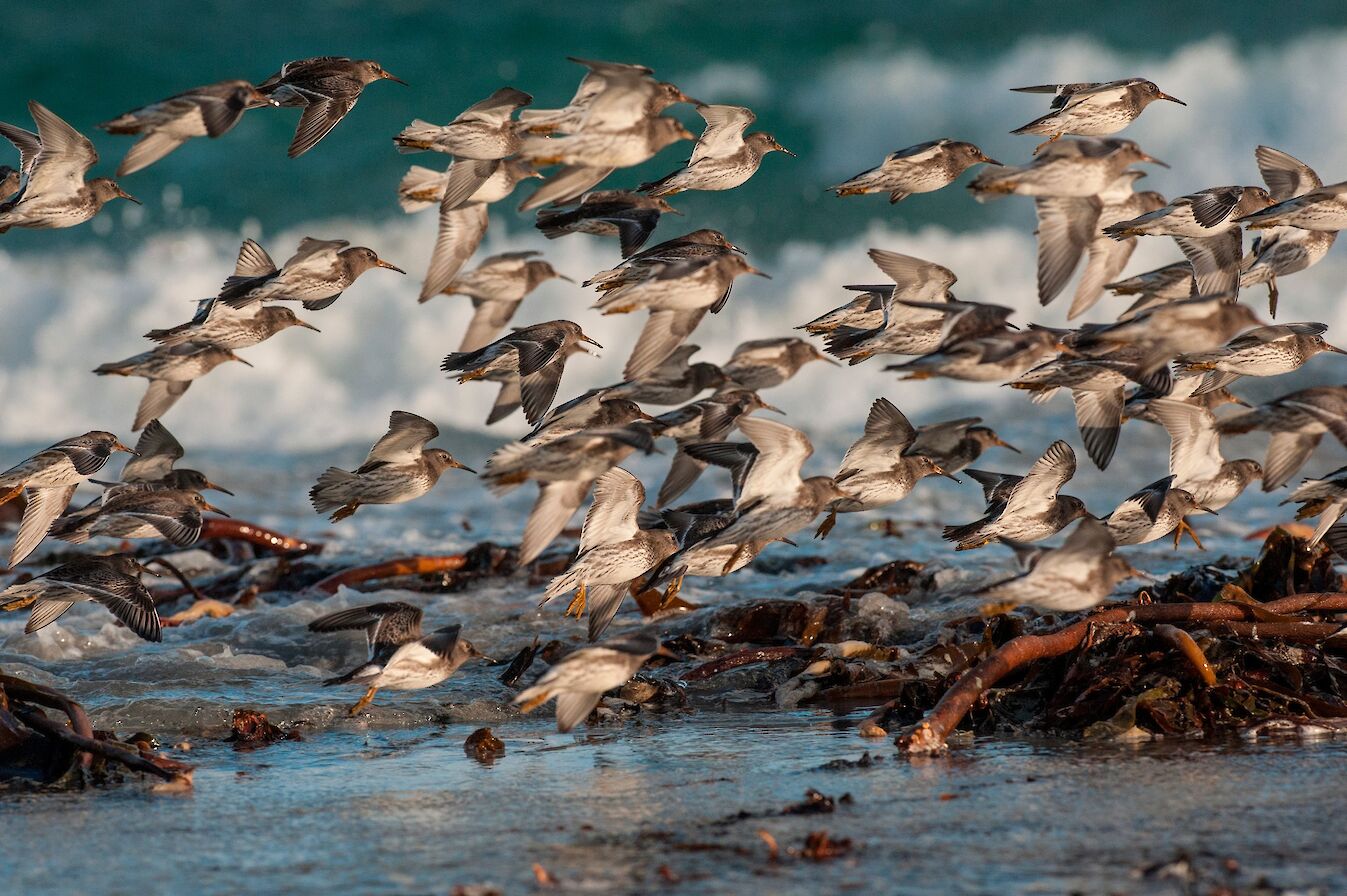 Purple sandpipers
