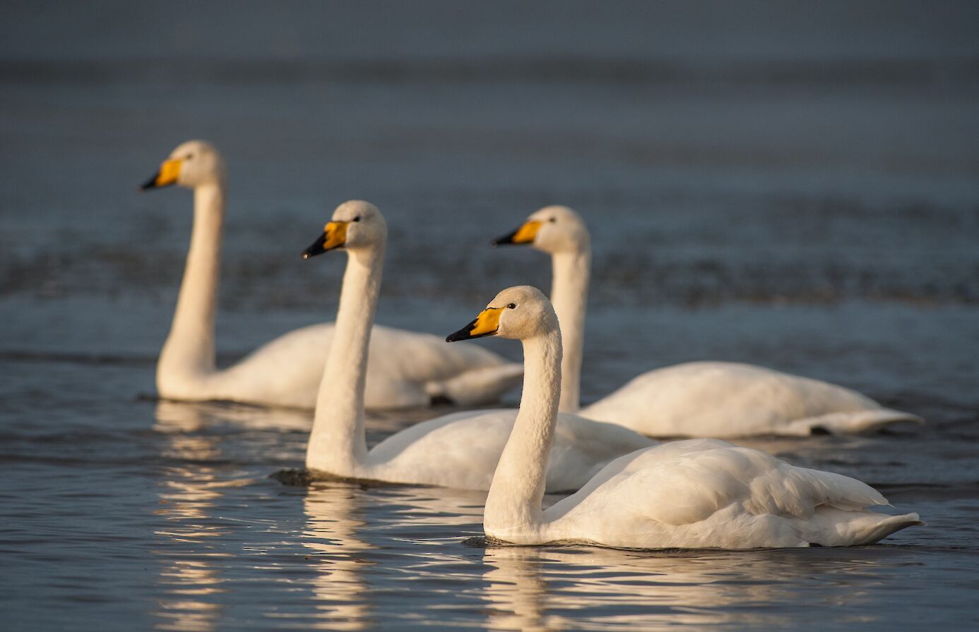 Whooper swans