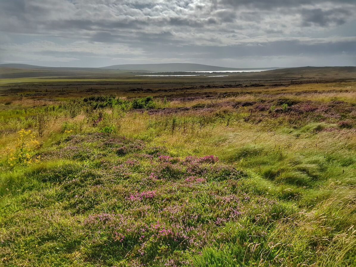 Moorland and peat hills in Eday - image by Susanne Arbuckle