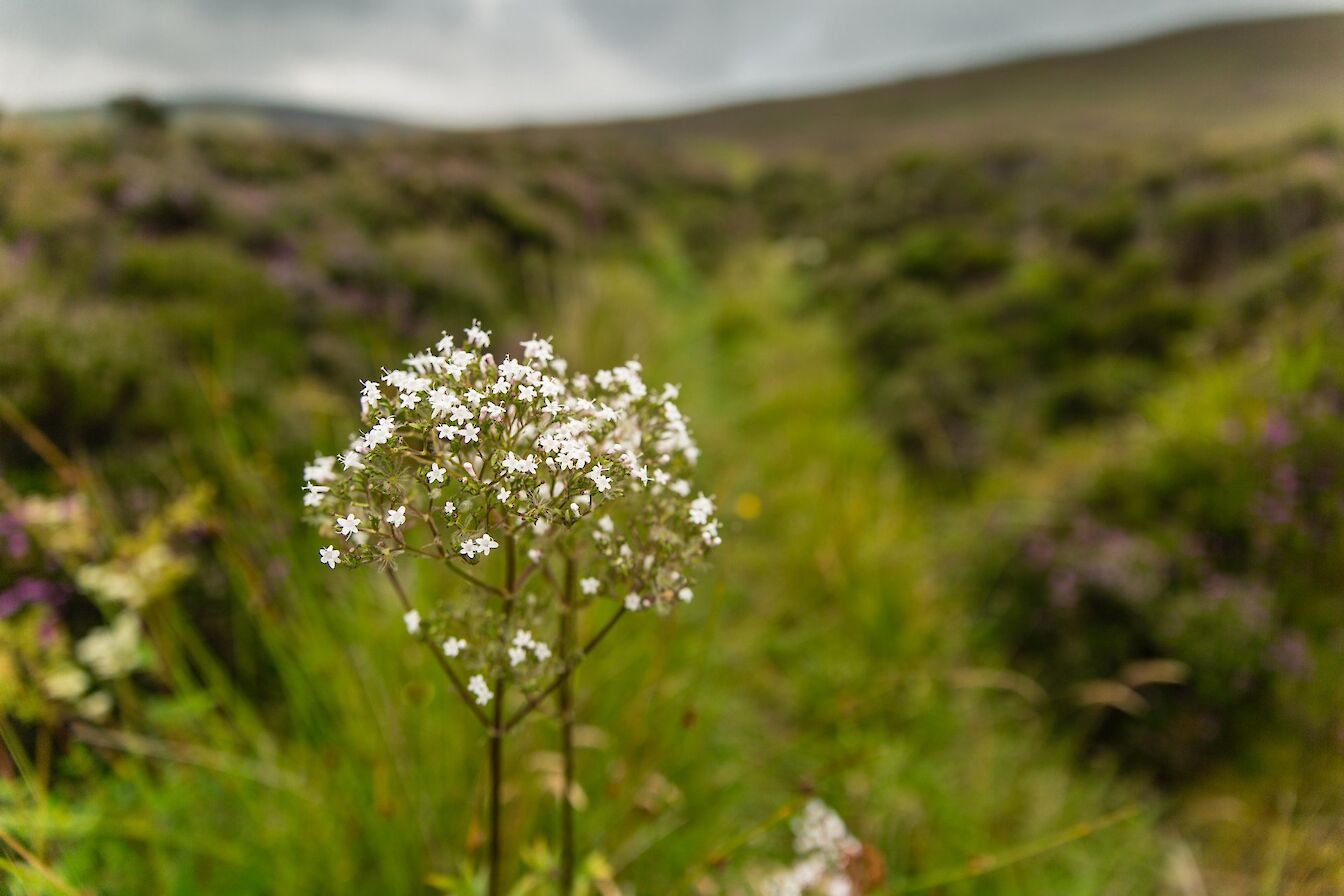 Walk to the Knowes of Trotty, Orkney