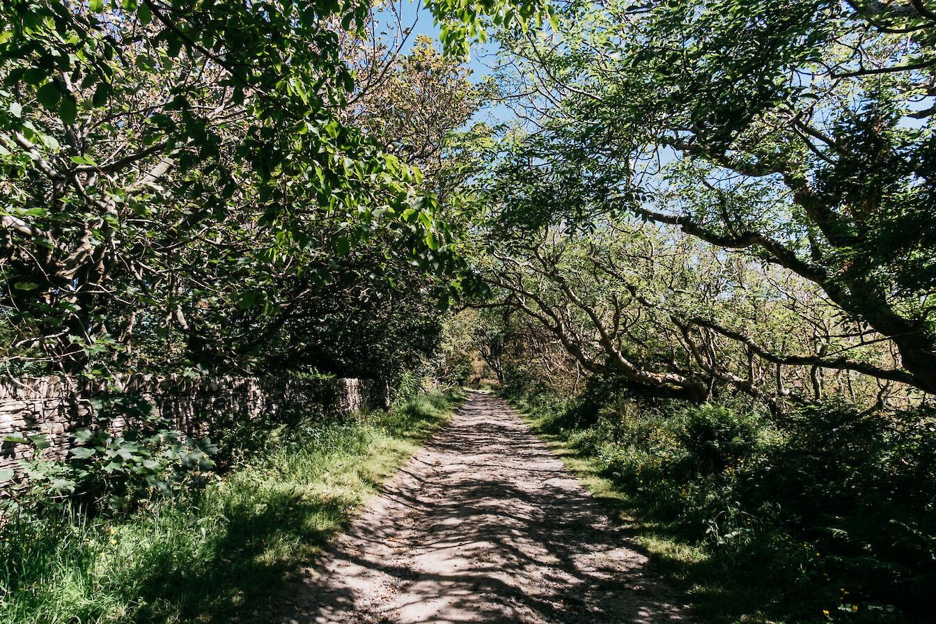 Binscarth woods, Orkney - image by Tomas Hermoso