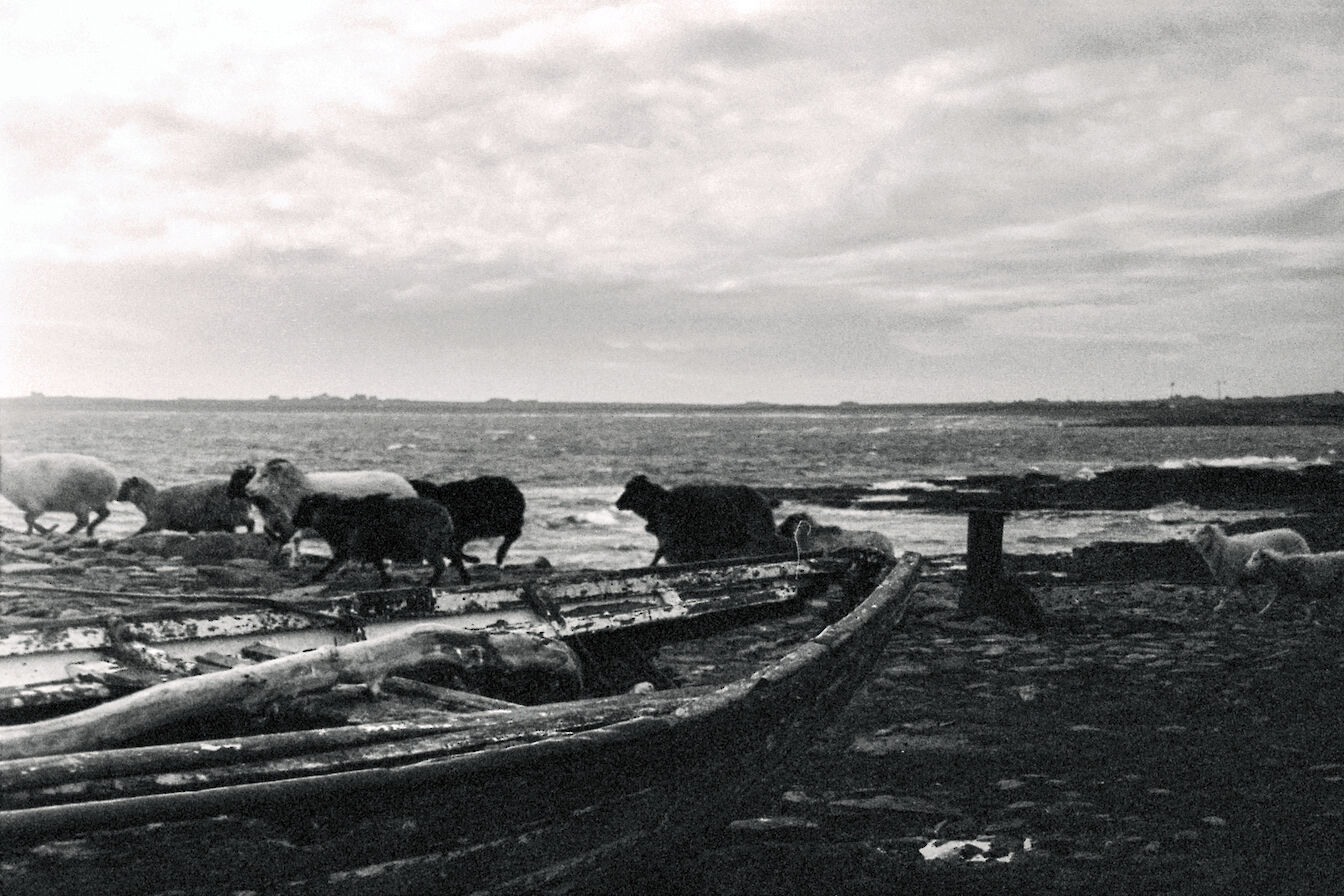 Sheep in North Ronaldsay, Orkney - image by Tomas Hermoso