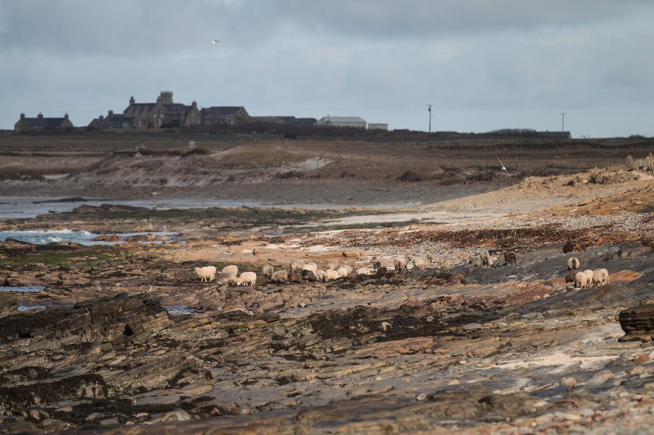 Some of the flock of sheep on the island shore