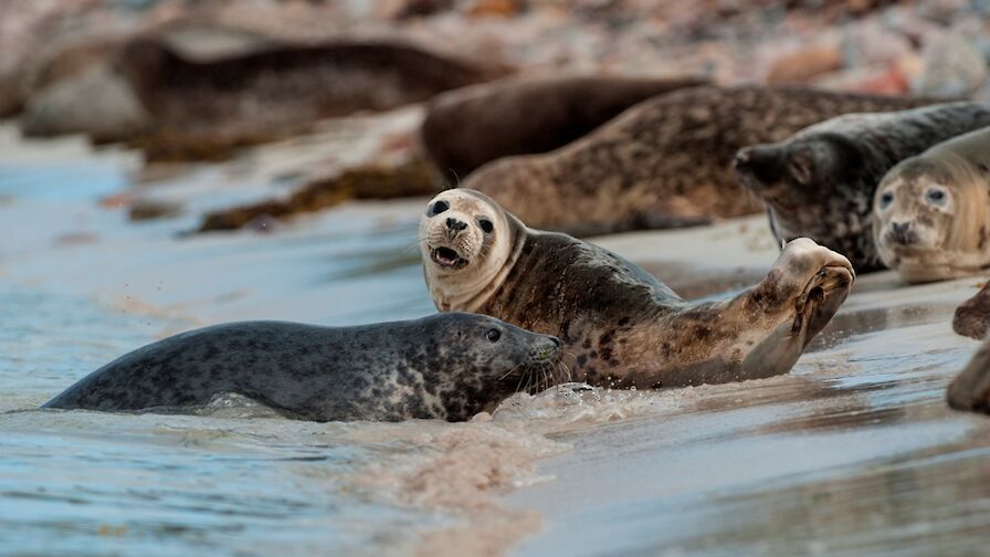 Inquisitive seals