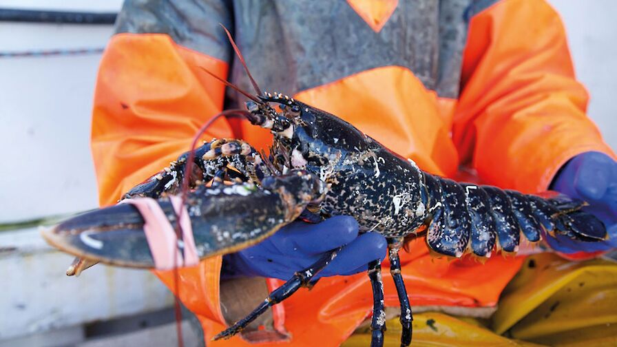 Freshly caught lobster