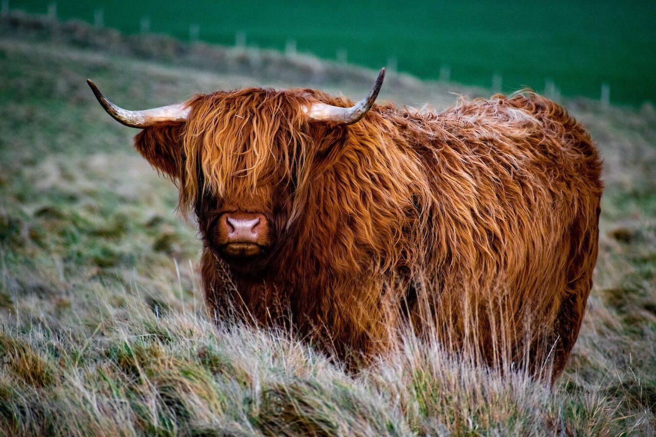 Highland cow in Orkney - image by Robert Towns