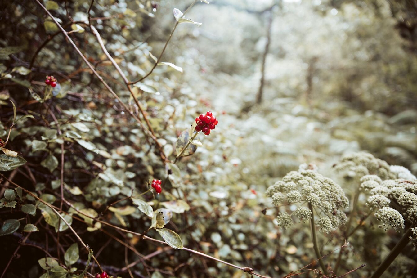 Berriedale, Hoy, Orkney