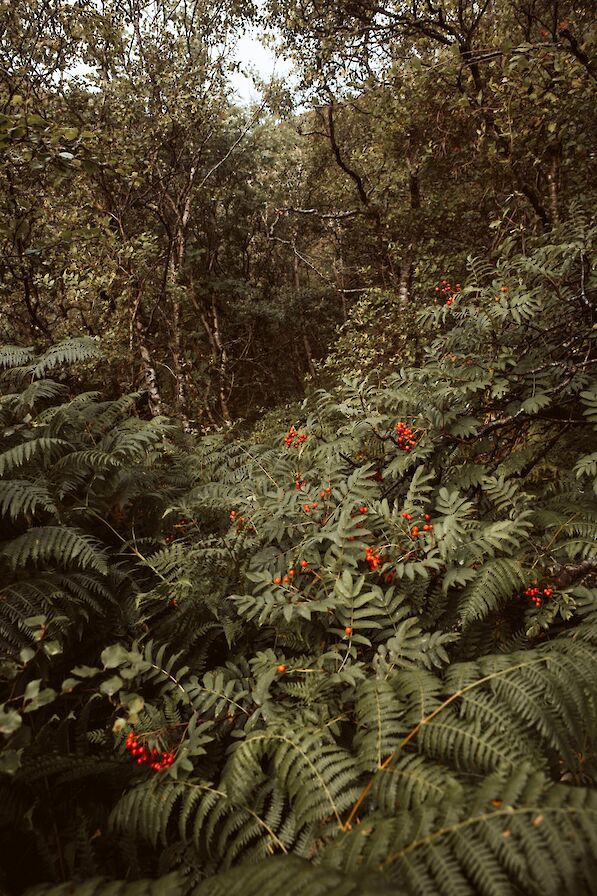 Berriedale, Hoy, Orkney