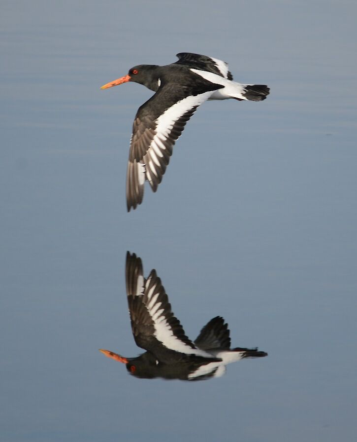 Oystercatcher reflection - image by Nick Card