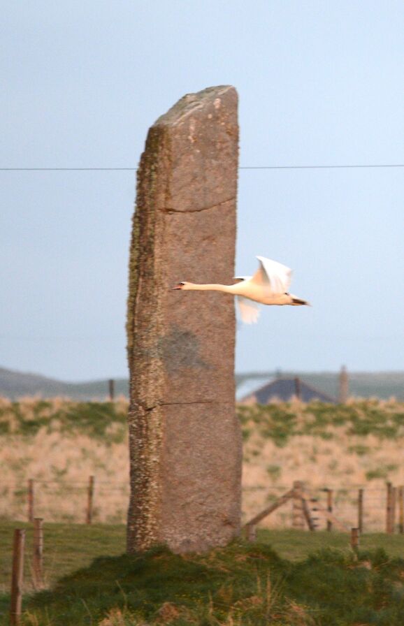 Swan at the watchstone, Orkney - image by Nick Card