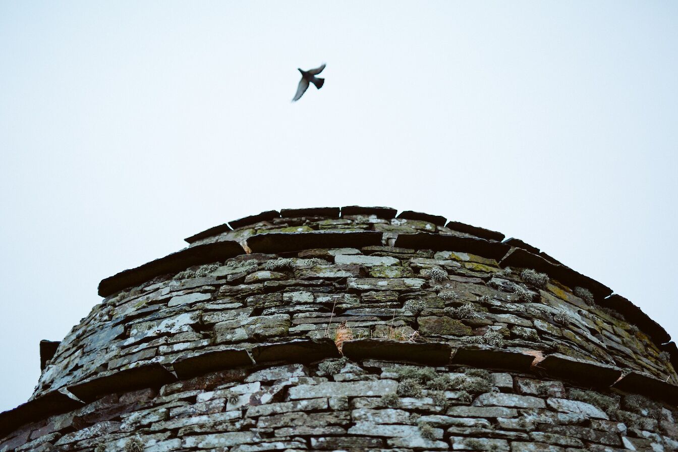 A current inhabitant at the Rendall Doocot, Orkney