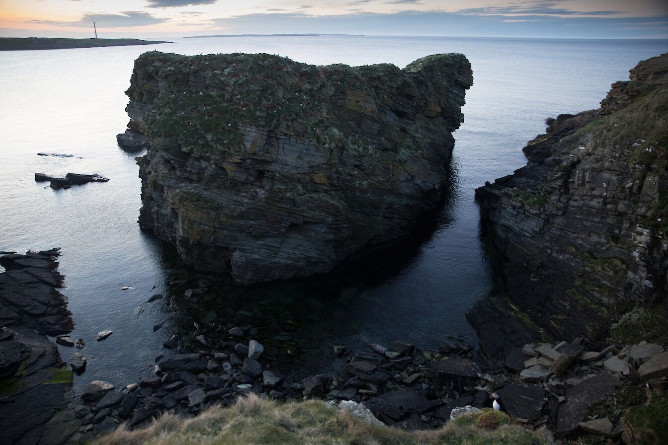 Puffins at the Castle o'Burrian in Westray, Orkney