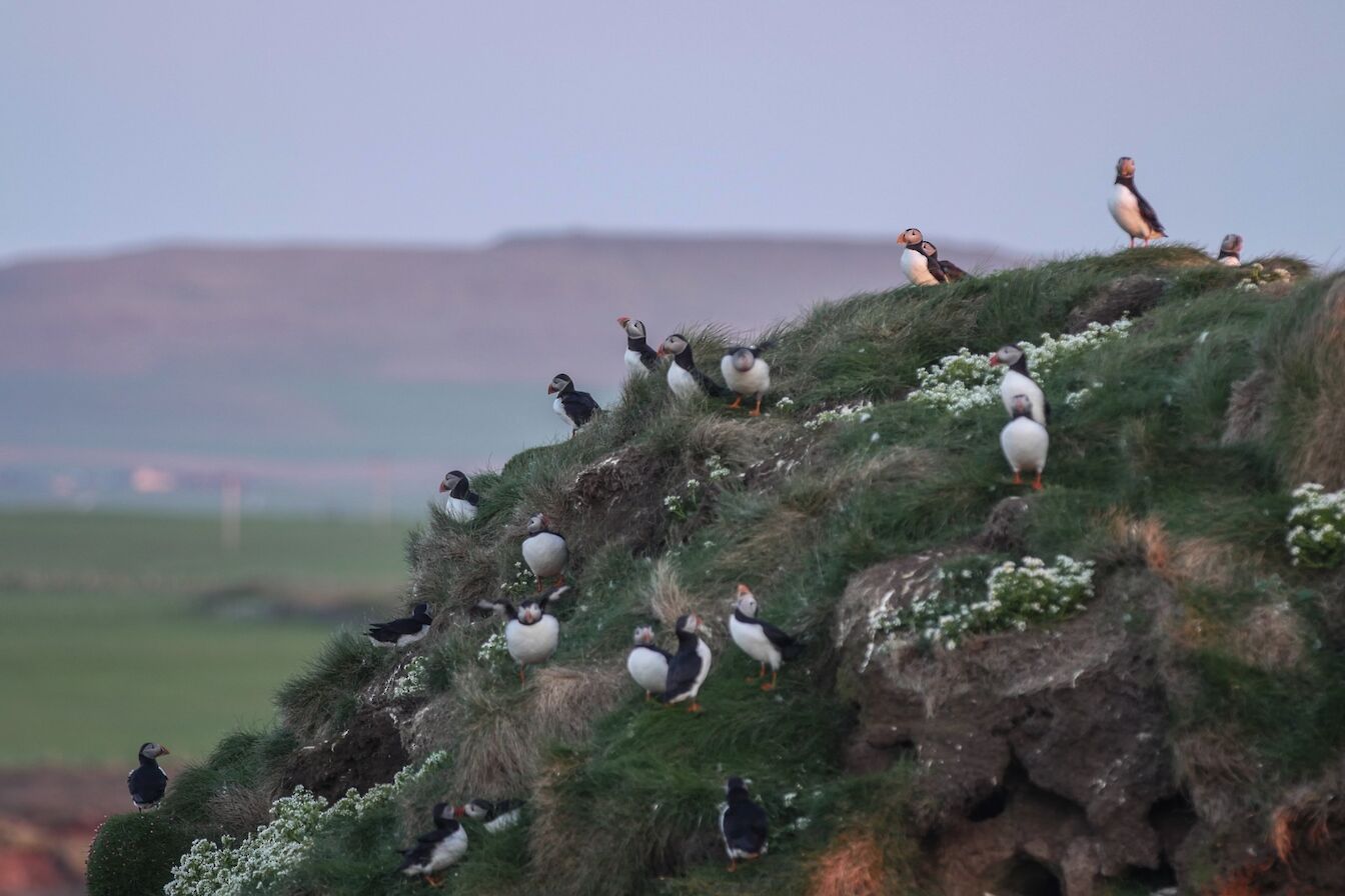 Puffins at the Castle of Burrian in Westray, Orkney