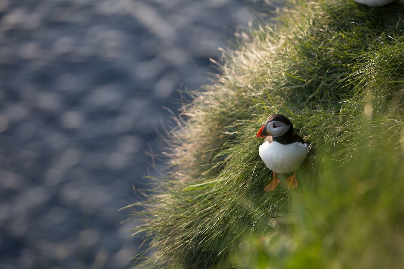 Puffins at the Castle of Burrian in Westray, Orkney