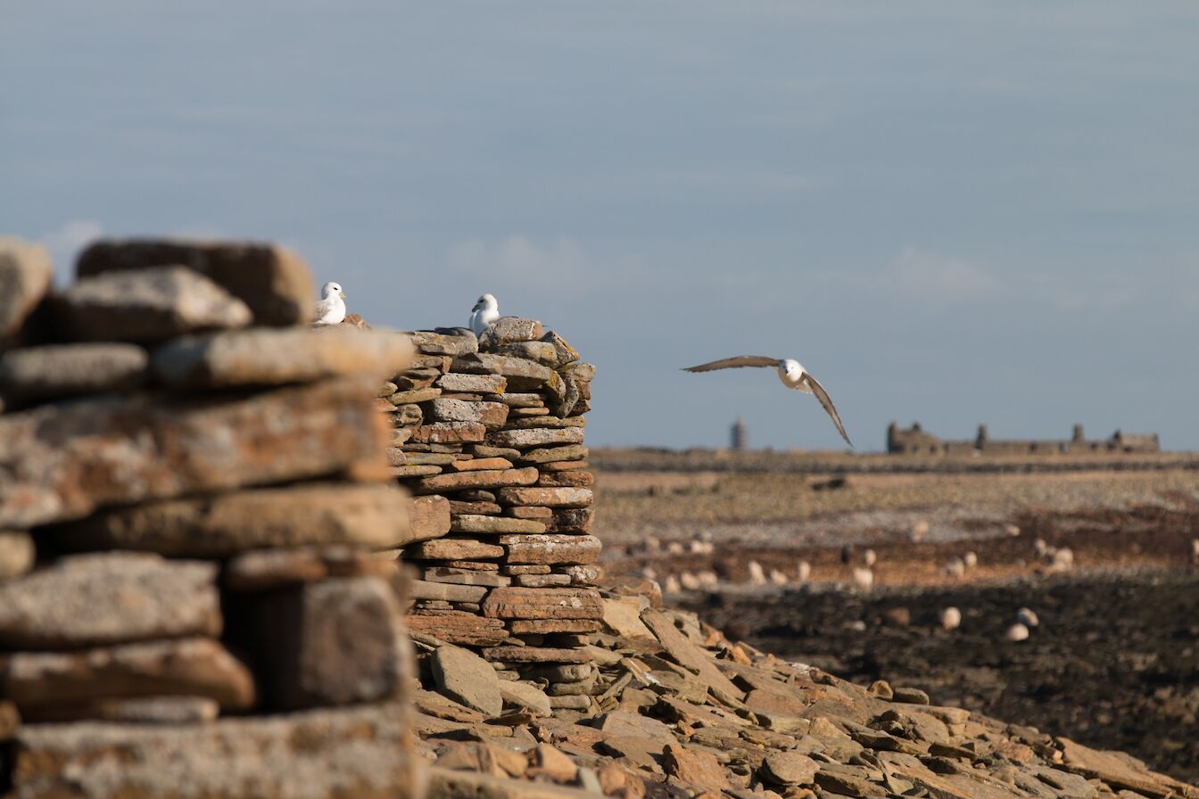 The North Ronaldsay Sheep Dyke, Orkney