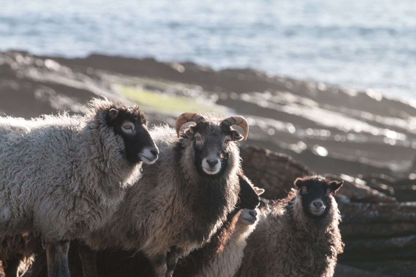 North Ronaldsay Sheep, Orkney
