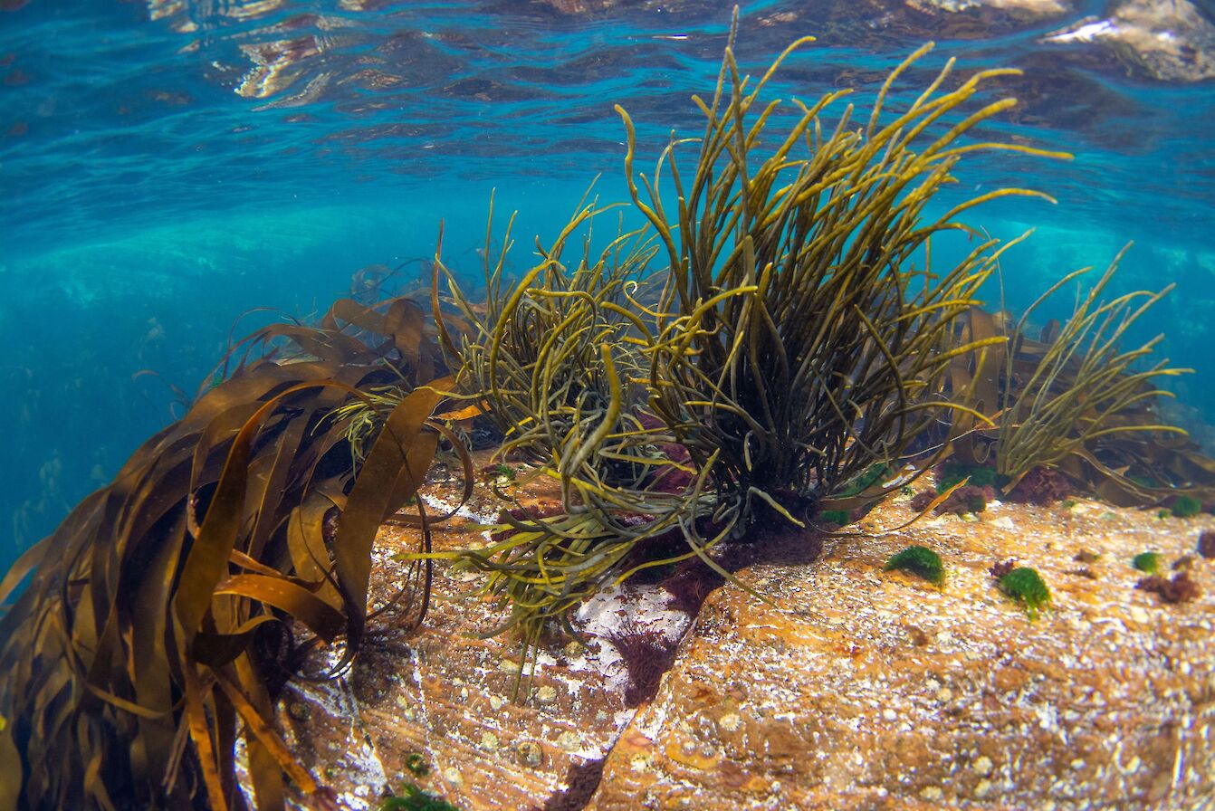Seaweeds at Yesnaby - image by Raymond Besant