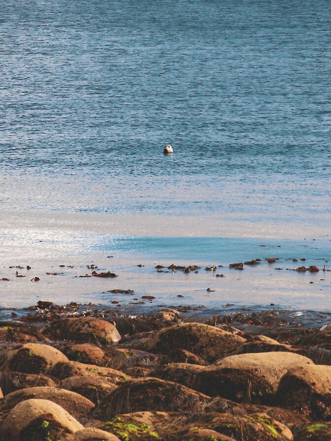Seal in Orkney - image by Ally Velzian
