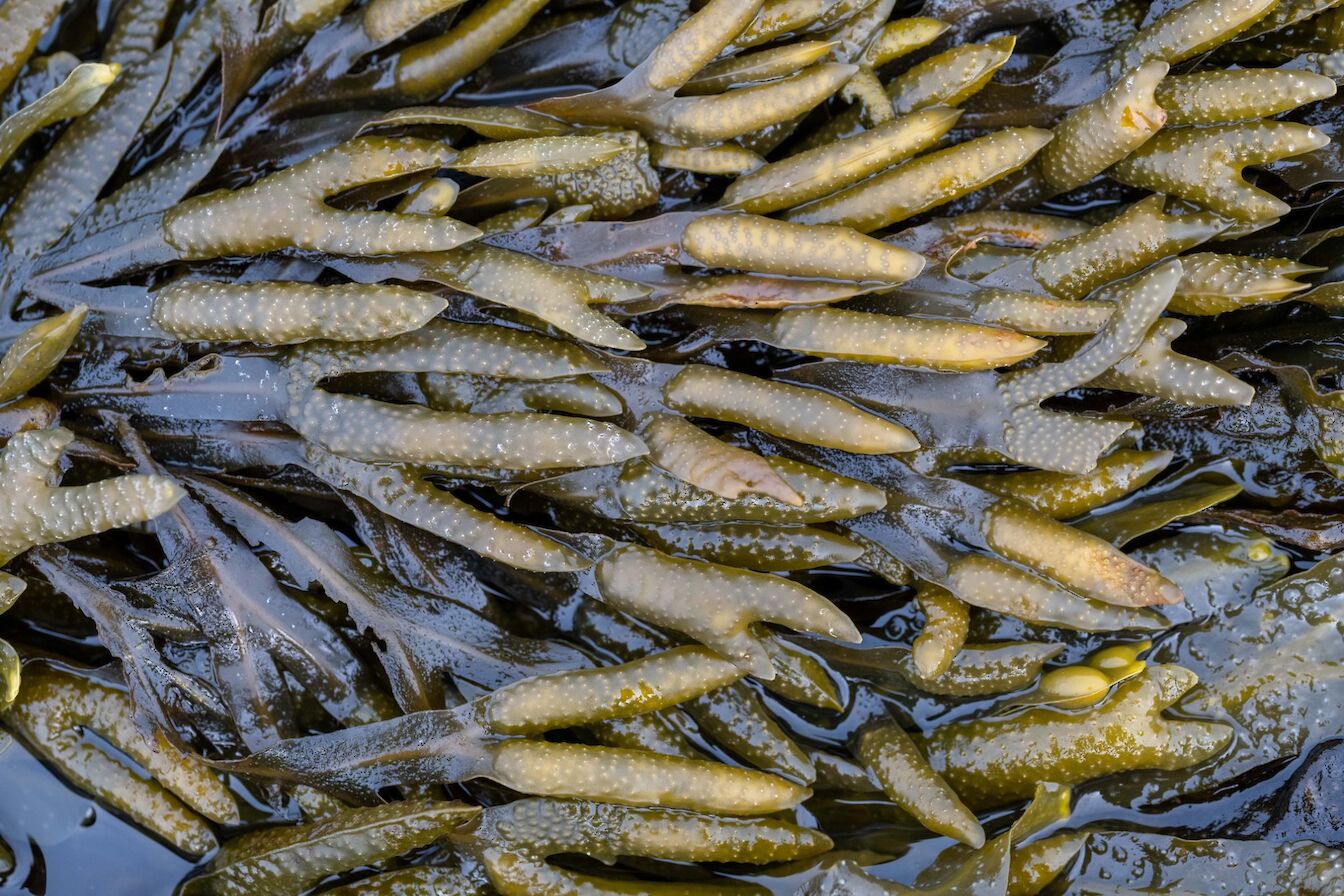 Seaweed - image by Raymond Besant
