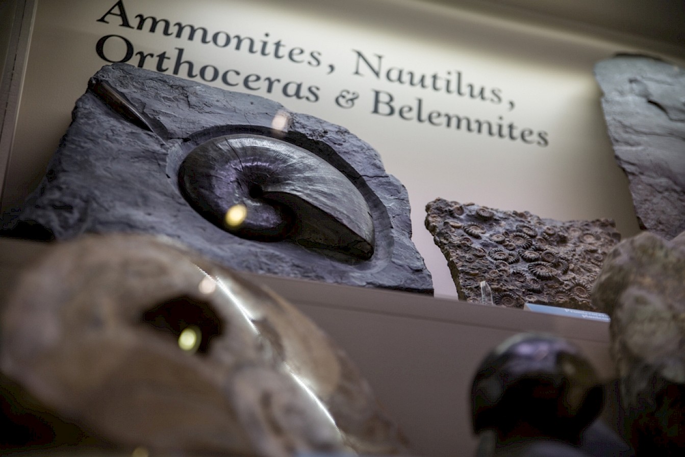 Orkney Fossil and Heritage Centre