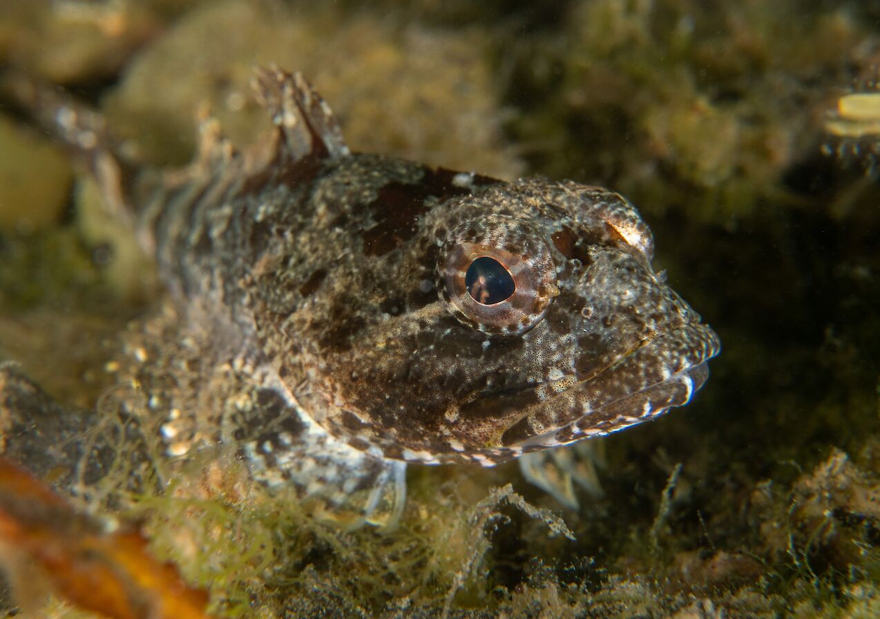Scorpionfish - image by Raymond Besant