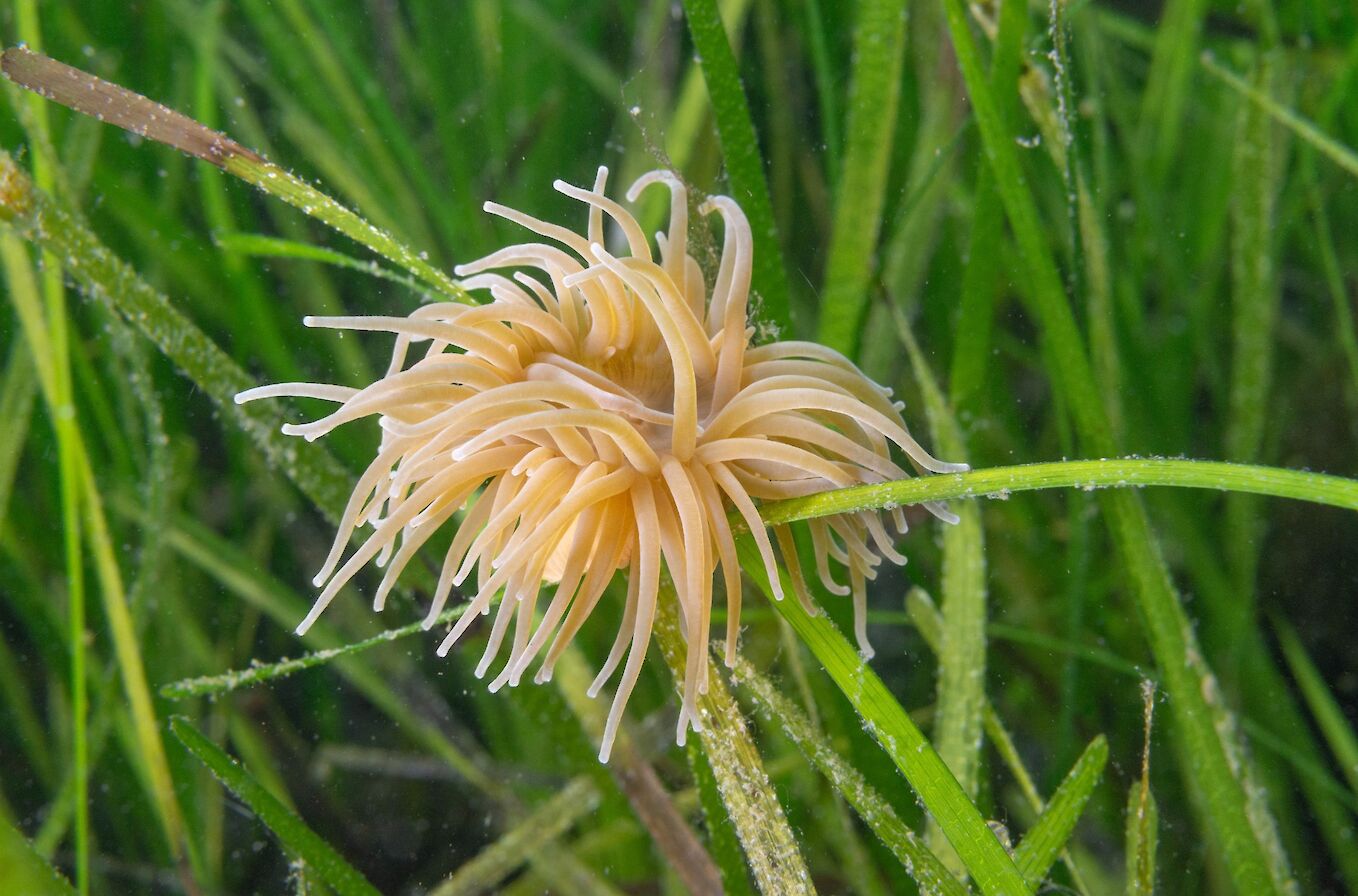 Snakelocks anemone - image by Raymond Besant