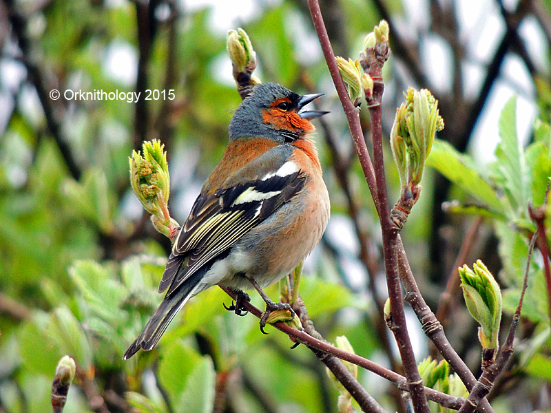 Chaffinch in Orkney - image by @orknithology on Twitter