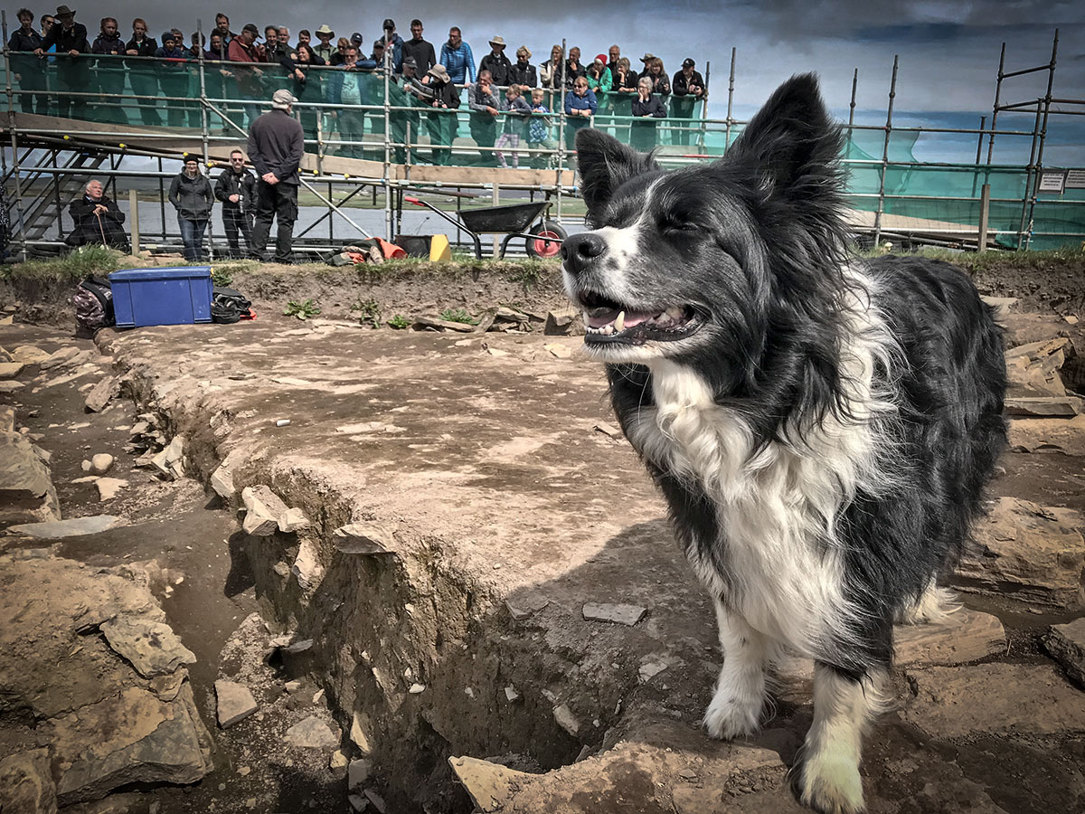 Bryn, the site dog, on one of his routine patrols, while Roy leads one of the three daily tours in the background