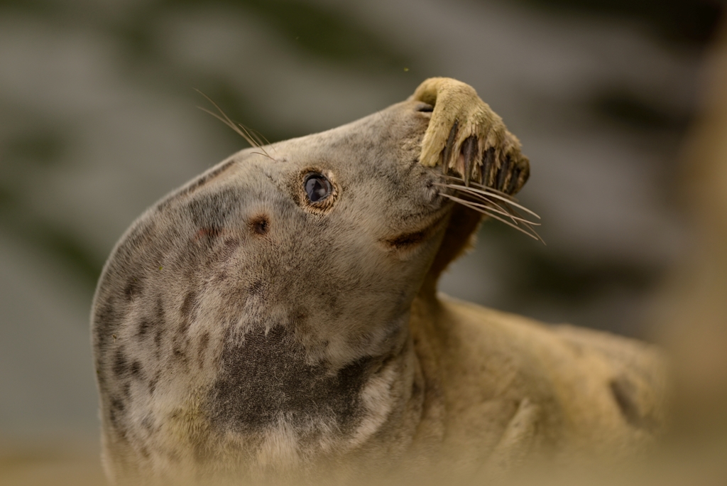November brings the grey seal-pupping season - image by Adam Hough