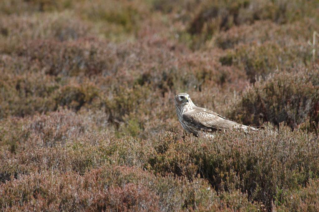 Female hen-harrier - image by Derren Fox