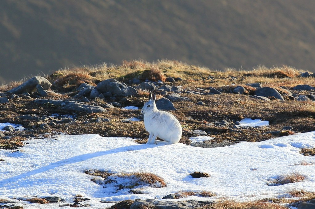 Mountain hare in Hoy, Orkney - image by Linda Heath