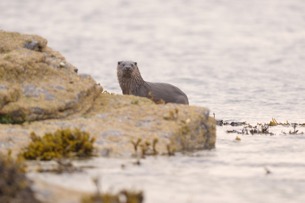 An Orkney otter - image by Adam Hough