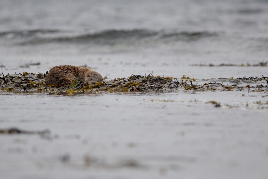 An otter taking a break - image by Adam Hough