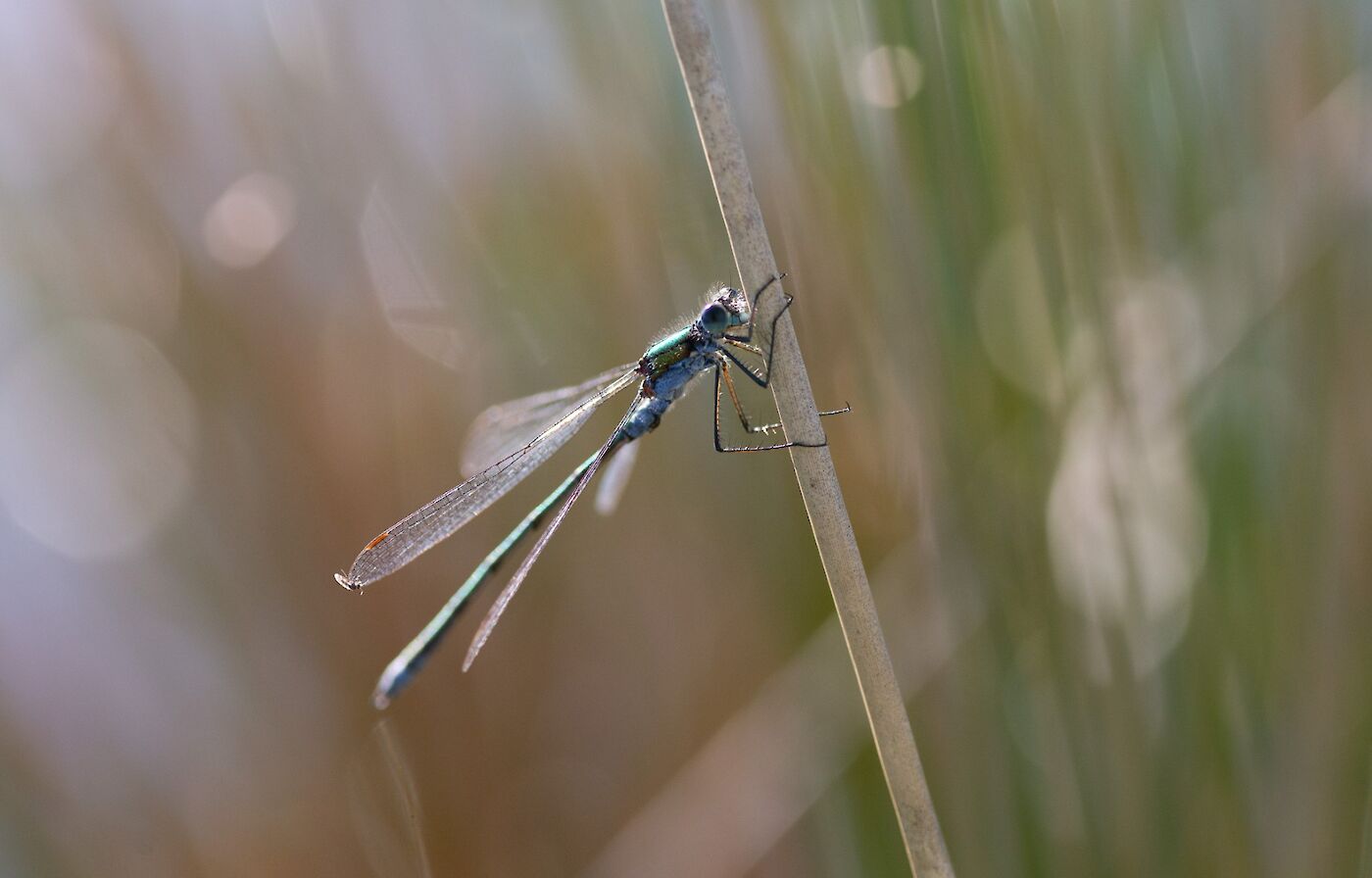 Emerald damselfly in Orkney - image by Raymond Besant
