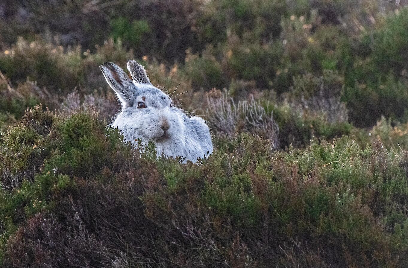 Mountain hare in Hoy, Orkney - image by Raymond Besant