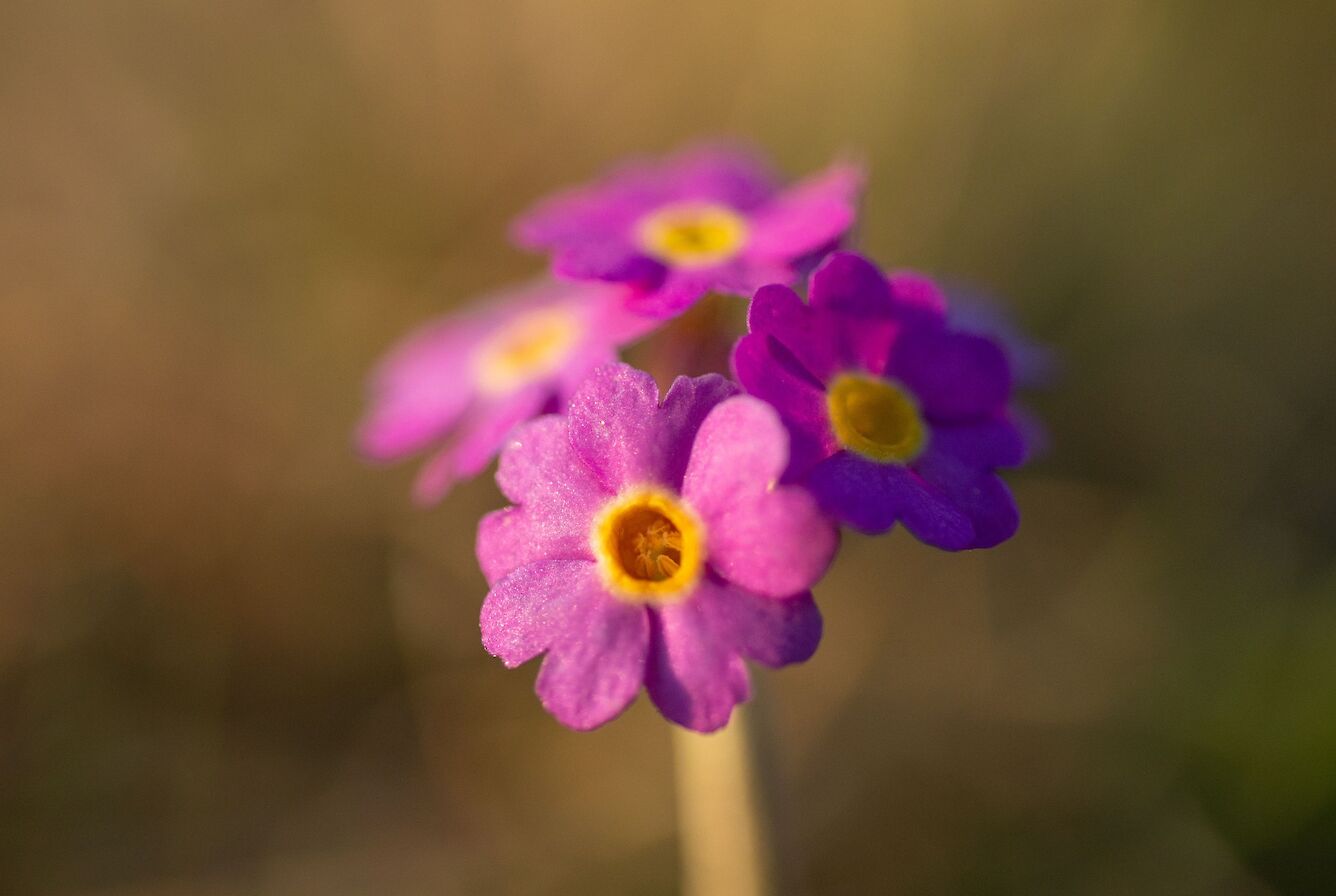 Scottish primrose in Orkney - image by Raymond Besant
