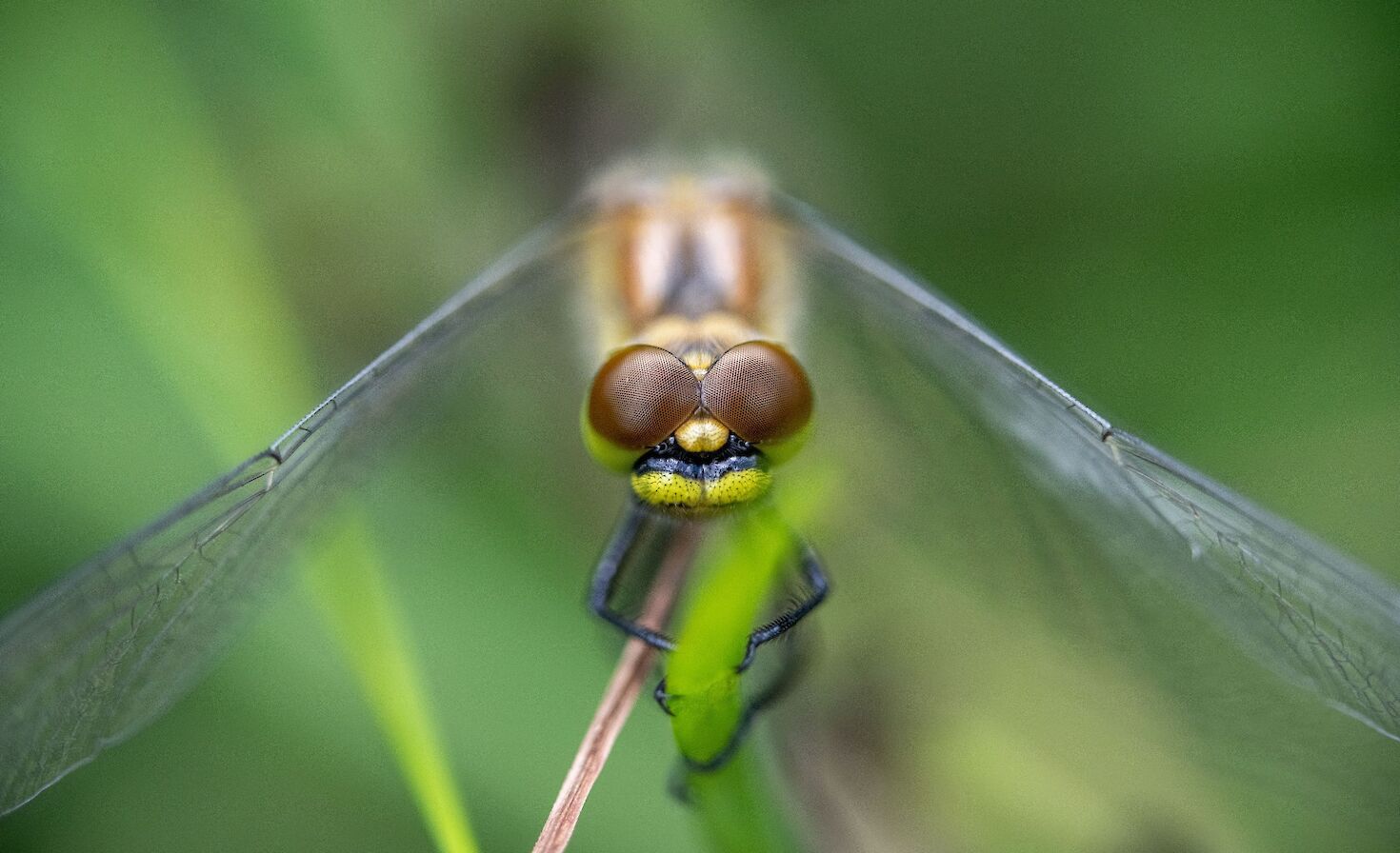 View of the compound eye of a dragonfly