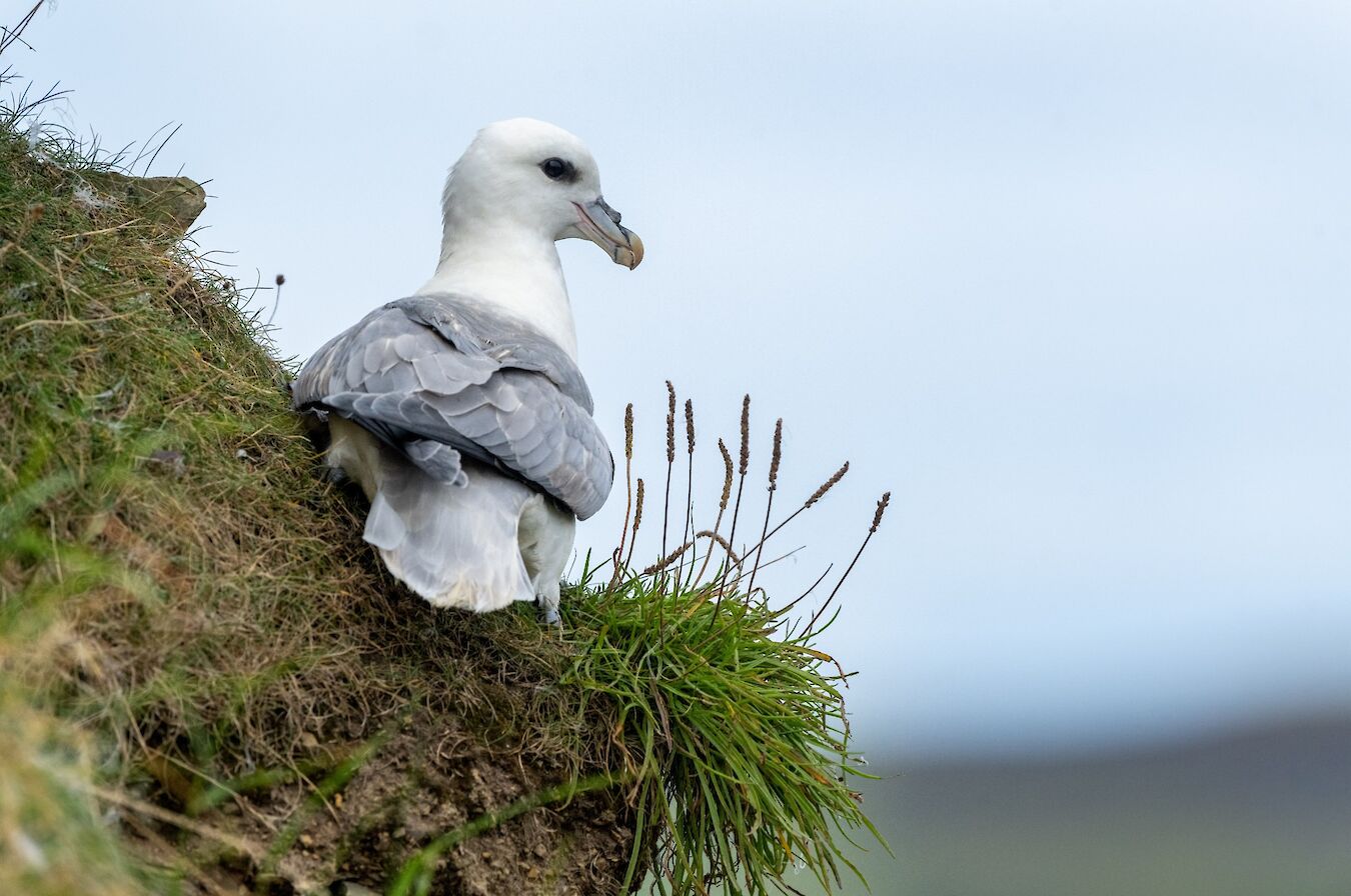 Fulmar in Orkney - image by Raymond Besant