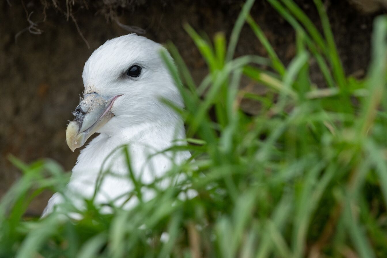Fulmar in Orkney - image by Raymond Besant