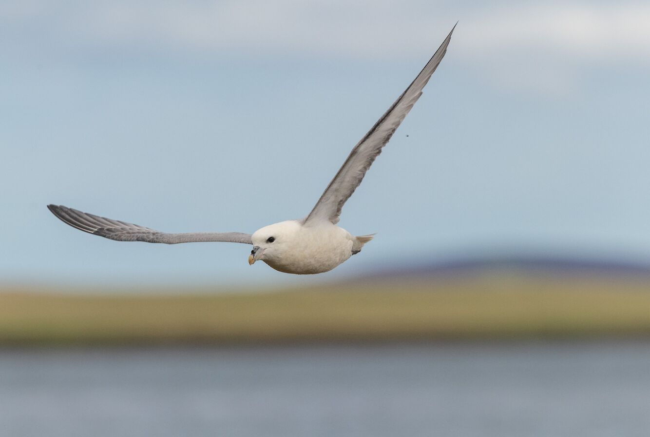 Flying fulmar in Orkney - image by Raymond Besant
