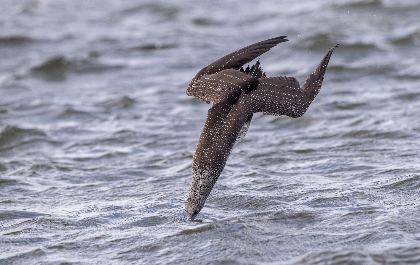 Gannets at Scapa, Orkney - image by Raymond Besant