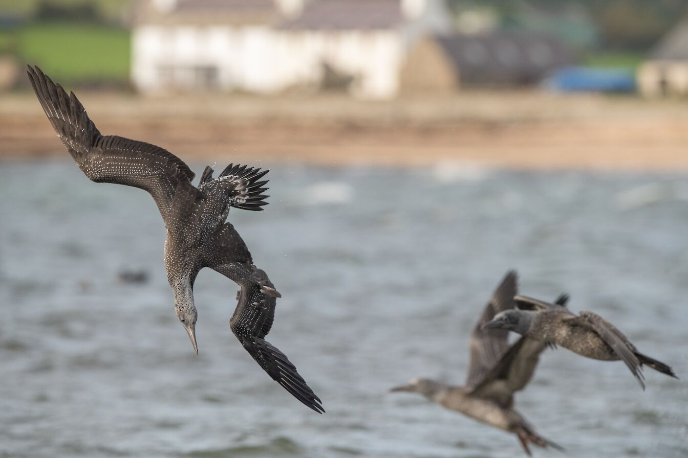 Gannets at Scapa, Orkney - image by Raymond Besant