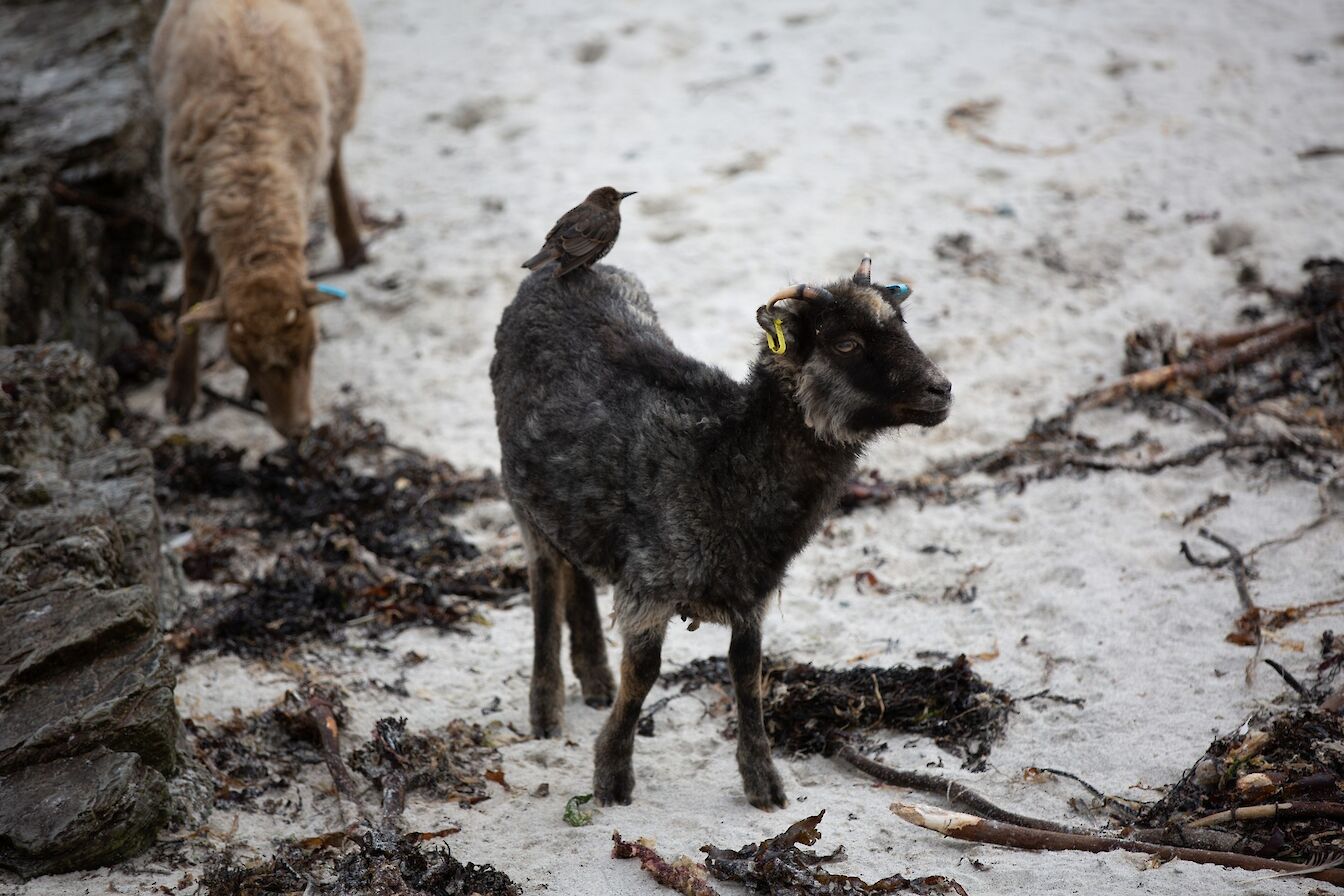 North Ronaldsay sheep